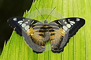 Clipper butterfly, Parthenos sylvia, sitting on the green leaves. Insect in the dark tropic forest, nature habitat. Wildlife scene