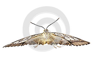 The clipper butterfly is ready to fly. Front view, isolated on white background