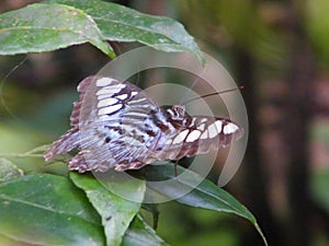 Clipper butterfly in Sinharaja rain forest area in Sri Lanka