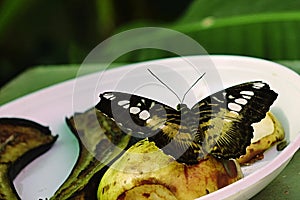 The Clipper butterfly (Parthenos Sylvia) feeding himself on mature pear.