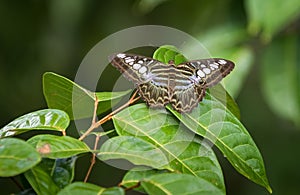 The Clipper, Parthenos sylvia, a species of nymphalid butterfly