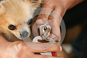 Clipping a dog's claws