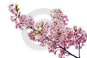 Clipping path, close up of pink cherry blossom branch or sakura flowers isolated on white background, copy space