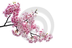 Clipping path, close up of pink cherry blossom branch or sakura flowers isolated on white background, copy space