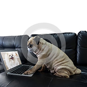 Clipping Path Sick or contagious cute Pug dog wearing medical mask and video conference with boss Pomeranian dog. Work from home