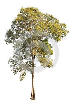 Clipping path tree isolate