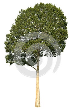 Clipping path tree isolate