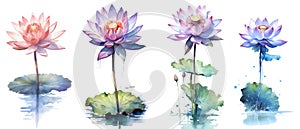 Clipping path, Watercolor painting in botanical style of lotus flowers clip art on white background.