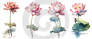 Clipping path, Watercolor painting in botanical style of Pink lotus flowers clip art on white background.