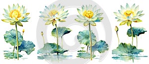 Clipping path, Watercolor painting in botanical style of White lotus flowers clip art on white background.