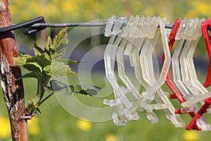 Clips for a raspberry plantation