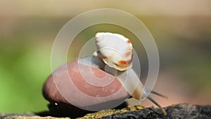 Clips of snails in nature. Video hd close up gastropod mollusk
