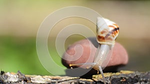 Clips of snails in nature. Video hd close up gastropod mollusk