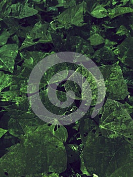 clise up of green leaves background