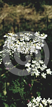 Close Up Of A Tree Branch On Blue Background