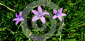 Close Up Of A Tree Branch On Blue Background