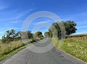Clitheroe to Skipton road, with wild plants, and windswept trees near, Slaidburn, UK