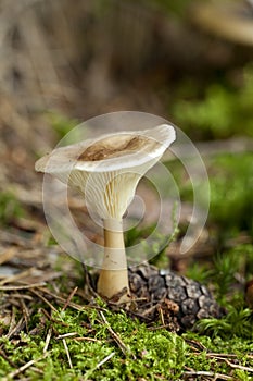 Clitocybe clavipes