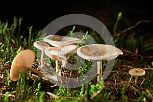 Clitocybe fragrans mushrooms growing in the forest