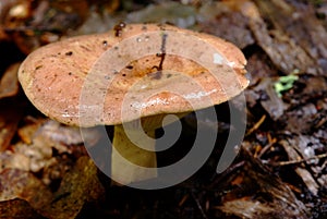 Clitocybe geotropa Quel.