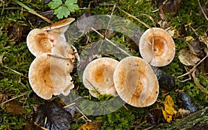 Clitocybe gibba Common Funnel fungi photo