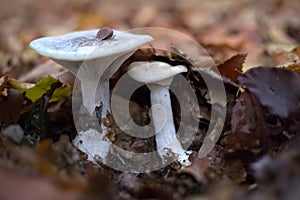 Clitocybe nebularis, commonly known as the clouded agaric, under autumn leaves