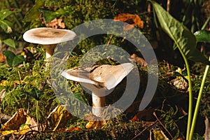Clitocybe nebularis at the forest.