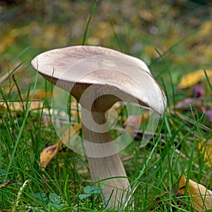 Clitocybe nebularis mushroom