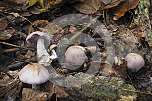 Clitocybe nuda, commonly known as the wood blewit and alternately described as Lepista nuda, is an edible mushroom native to