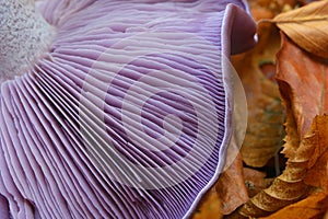 Clitocybe nuda mushroom