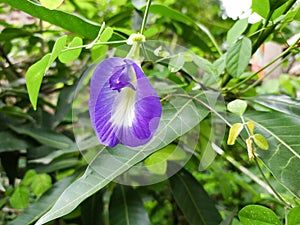Clitoria ternata  or butterfly pea flower close up shot in a rainy morning .
