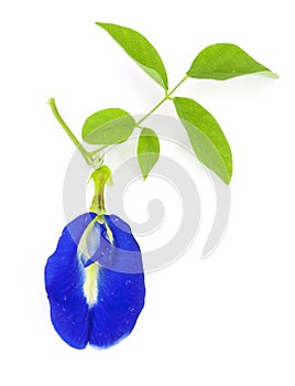 Clitoria ternatea