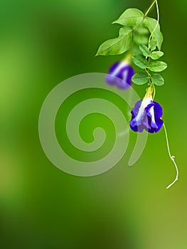 Clitoria ternatea