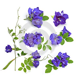 Clitoria ternatea or Aparajita flower isolated on white background