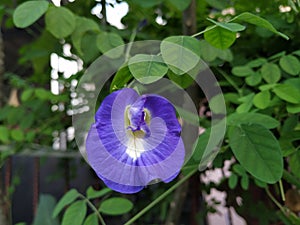 Clitoria ternatea as known &#Bunga Telang&# in Bali