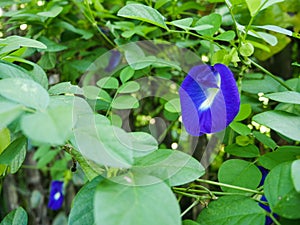 Clitoria ternatea or Asian pigeonwings