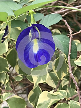 Clitoria ternatea or Asian pigeonwings or Bluebellvine or Anchan flower