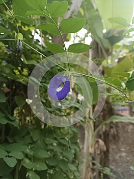 Clitoria ternatea in the back garden is beautiful