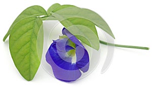 Clitoria ternatea or blue aparajita flower