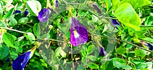 Clitoria ternatea blue pea butterfly pea or cordofan pea beautiful flowers stock photo