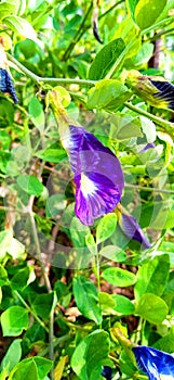 Clitoria ternatea blue pea butterfly pea or cordofan pea flowers close up