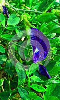 Clitoria ternatea blue pea butterfly pea or cordofan pea flower