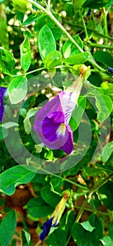 Clitoria ternatea blue pea butterfly pea or cordofan pea flower stock photo