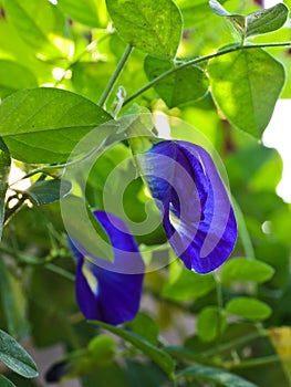 Clitoria ternatea or butterfly-pea