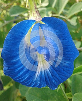 Clitoria ternatea commonly known as Asian pigeonwings