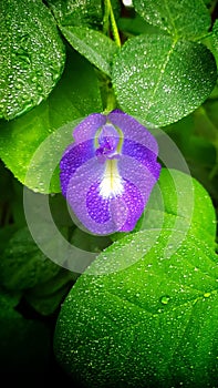 Clitoria ternatea is an endemic plant species native to the Indonesian island of Ternate which belongs to the Fabaceae family photo