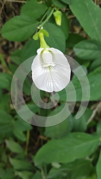 Clitoria Ternatea Flower With Beautiful white color