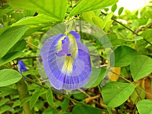 Clitoria ternatea flower