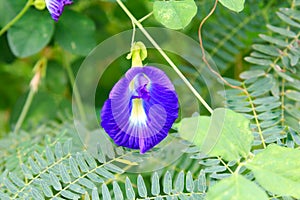 Clitoria ternatea flower growing wild