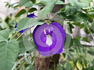 Clitoria ternatea flower, from Indonesia. This flower is usually used to drink tea and is nutritious for the body